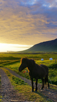 Icelandic horse trotting on the snowfield