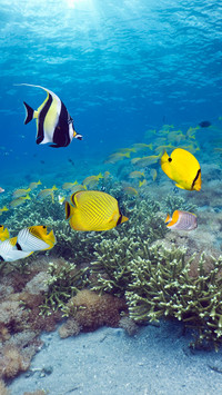 Coral reef tropical fish scene