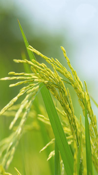 植物之美-拍信图库