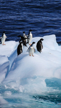 Penguin swimming