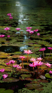 Lotus in summer