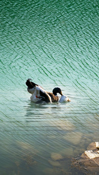 Swimming and playing