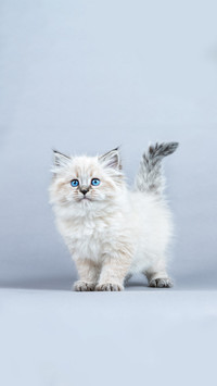 Signs of cat anger