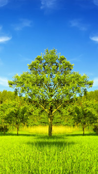 Green grass and blue sky