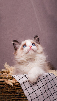Cat personality is related to fur color