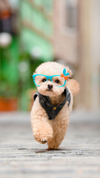 How to Clean a Teddy Dog 7