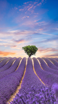 Romantic lavender fields