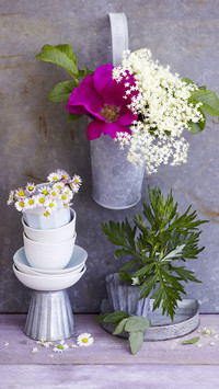 Plants that like to bloom in autumn 2