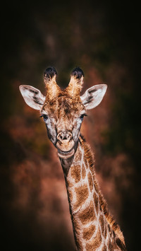Why do giraffes love licking steel pipes