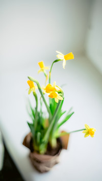 Narcissus on the windowsill