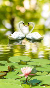 Romantic Swan-02
