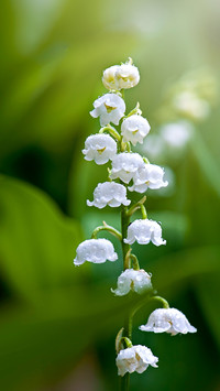 international_plant (3)