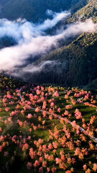 Winter cherry blossoms on wuliang mountain 2