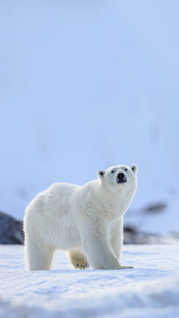 Polar bear on the pack ice