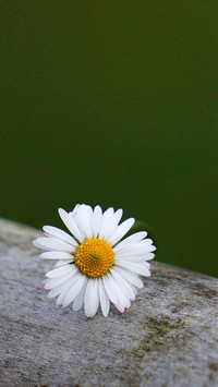 Blooming Flowers