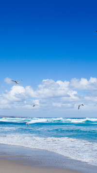Australian beaches and seagulls