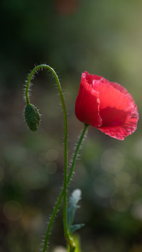 The flower appointment has not yet ended