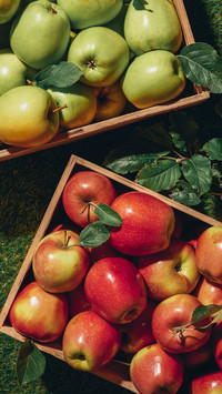 Apple Still Life Photography