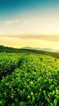 早春的茶园