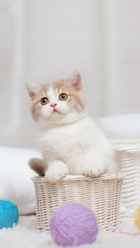 猫咪的演技有多好
