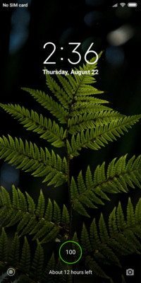 Pine leaf