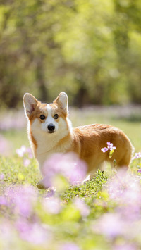 Your dog may not know you 5