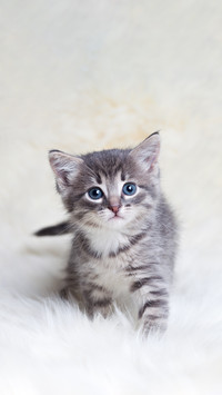 让猫咪减压的小妙招