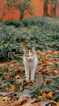 Cats seven rumors 05