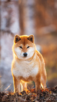 两种外形相似的犬