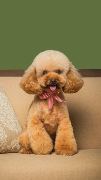 Dog145