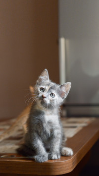 Gray tortoiseshell kitten sitting on the kitchen table