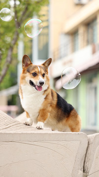How should a corgi be raised properly