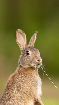 Rabbits rarely eat carrots