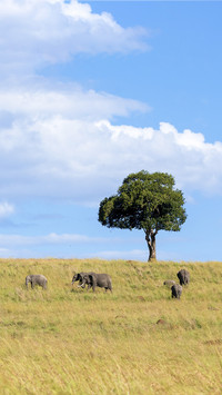 Elephants Wander on Grassland