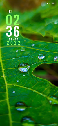 Leaf  Drop