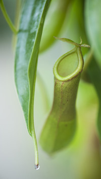 Natures most exotic plants 0
