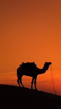 India-Camel