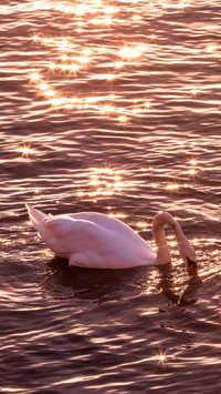 Swans in the morning sun