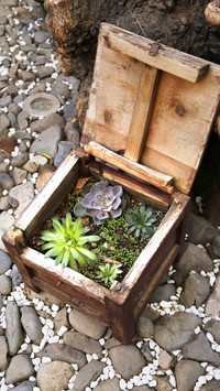 How to maintain succulent plants 8