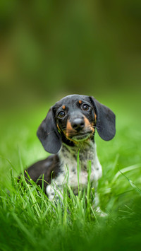 Miniature piebald dachshund in a meadow