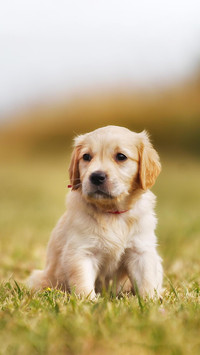 Dog388