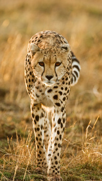 Model like animal 3