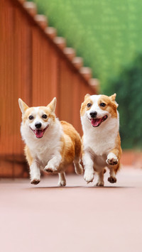 Dogs sleeping posture exposes their sense of security