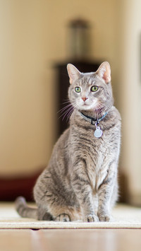 How Cats Adapt to Newborn Babies 82