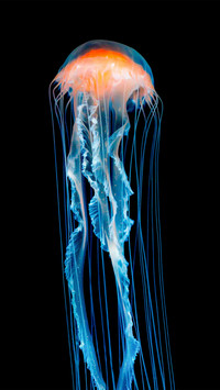 Jellyfish swimming in the sea of london