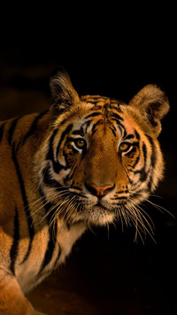 VCG41200516783-001