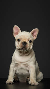 The True Fragrance Theorem of Keeping Pets 7