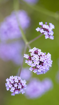 Is used as a perfume raw material plant 7
