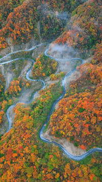 Colorful forest like a painting