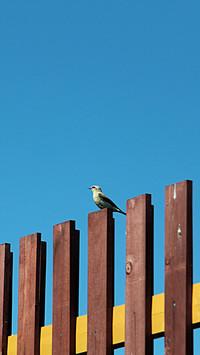 International-Bird on the Fence